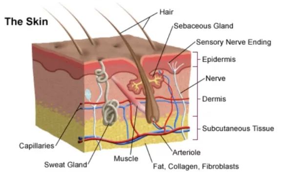 hair loss causes