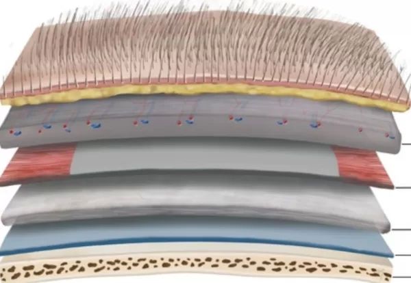 hair growth